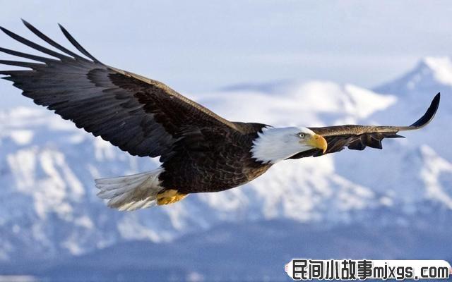 “鹰妈妈打破平等原则，把自己的孩子活活饿死“”